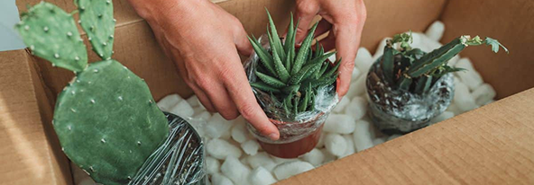 Cactustamhis shipping