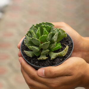 Adromischus Cristatus (Pot 10 cm) (Copy)