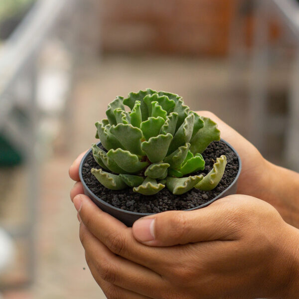 Adromischus Cristatus (Pot 10 cm) (Copy) - Image 2