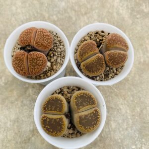 Lithops