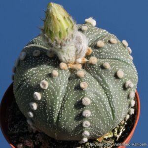 Astrophytum Nudum Rensei