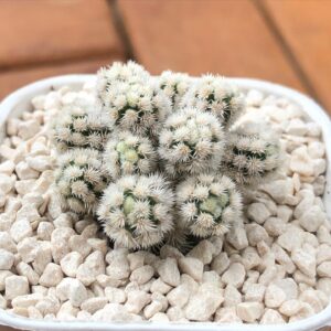 Mamilaria oruga