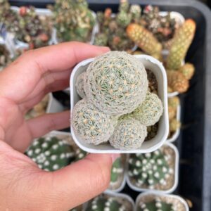 Mammilaria