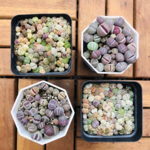Lithops