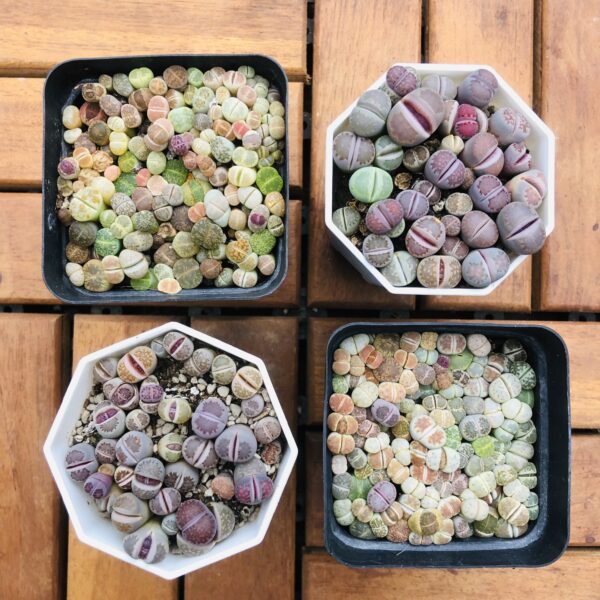 Lithops