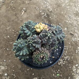 Gymno