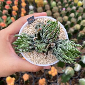 haworthia reinwardtii