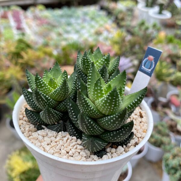 haworthia coarctata - Image 2