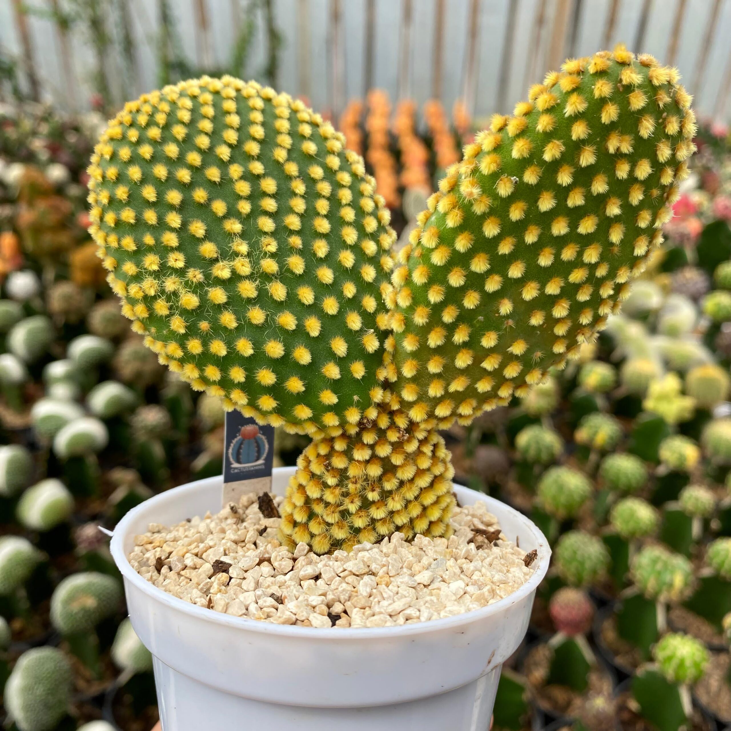 Opuntia microdasys - Image 2