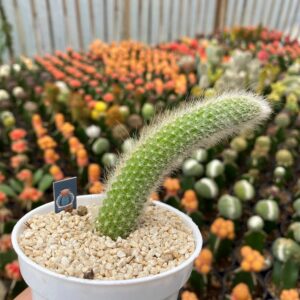 Cleistocactus colademononis