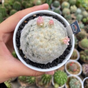 mammillaria plumosa