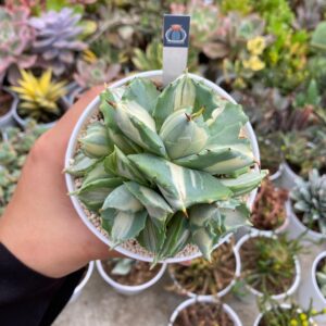 agave potatorum cv. shoji-raijin ́