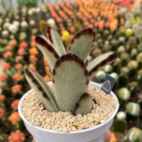 kalanchoe tomentosa - Image 2