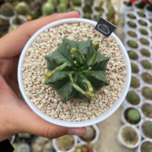 Euphorbia valida