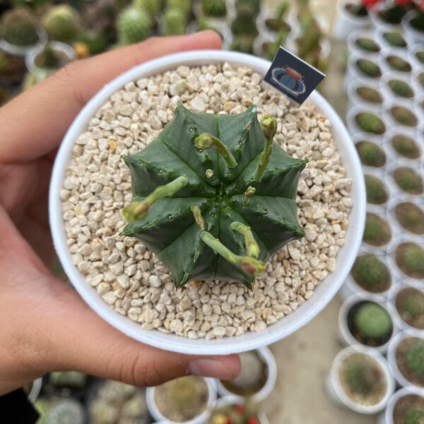 Euphorbia valida