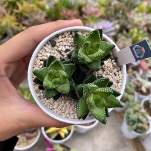 haworthia coarctata