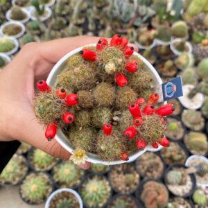 mamilaria gracilis prolifera