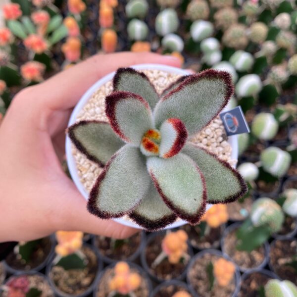 kalanchoe tomentosa