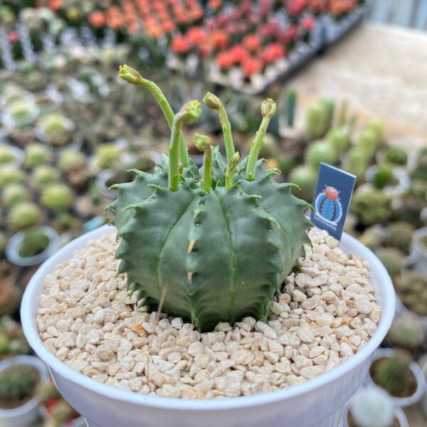 Euphorbia valida - Image 2