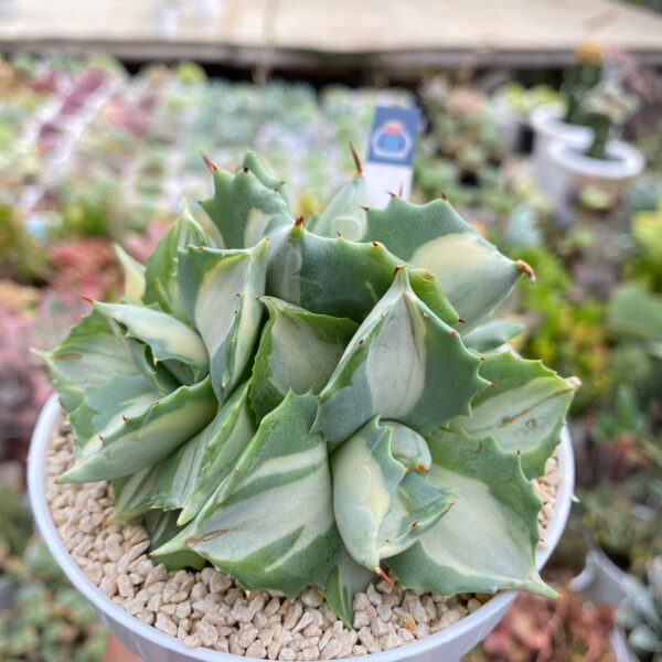 agave potatorum cv. shoji-raijin ́ - Image 2