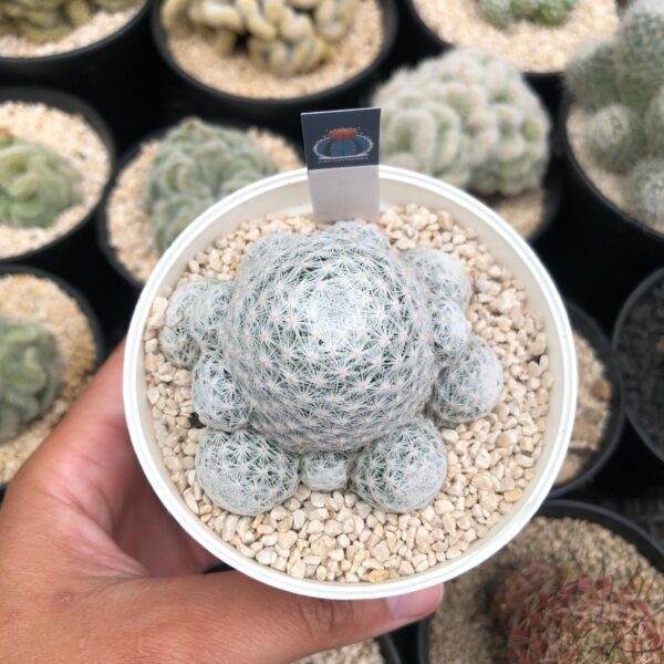 Mammilaria humboldtii