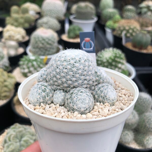 Mammilaria humboldtii - Image 2
