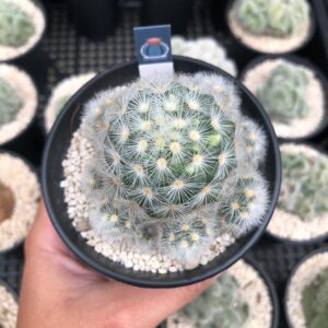Mammilaria calmenae