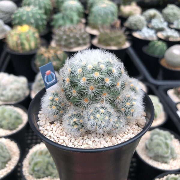 Mammilaria calmenae - Image 2