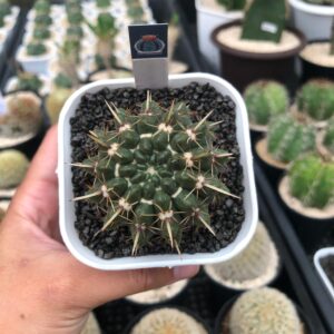 Gymnocalycium