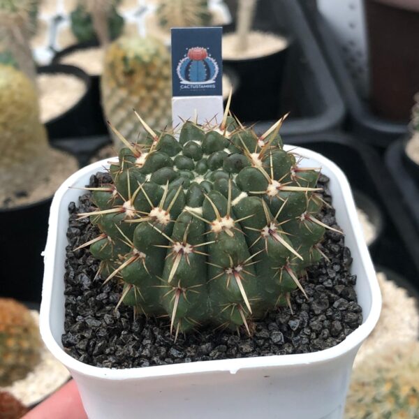 Gymnocalycium - Image 2