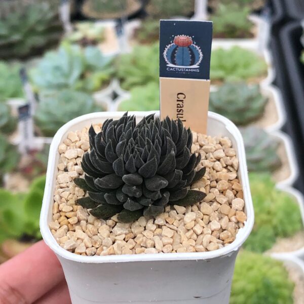 crassula yunnanensis - Image 2