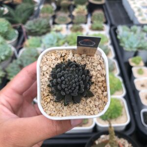 crassula yunnanensis