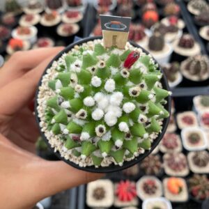Mammillaria Bucareliensis Erusamu