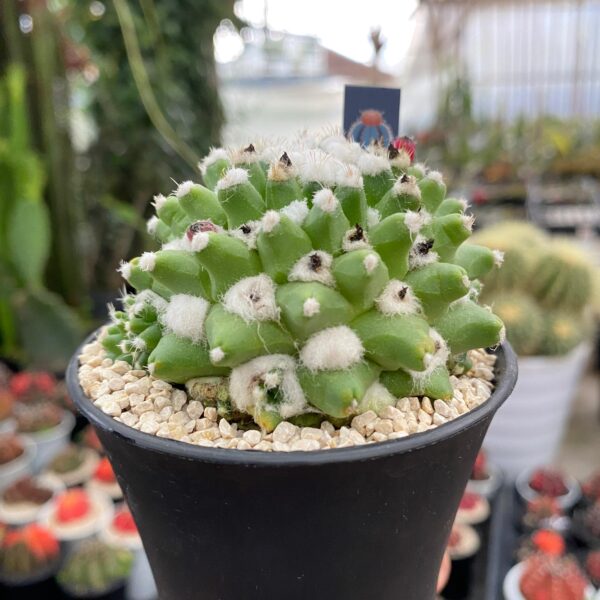 Mammillaria Bucareliensis Erusamu - Image 2