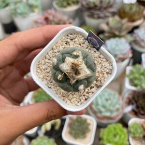 Turbinicarpus schmiedickeanus