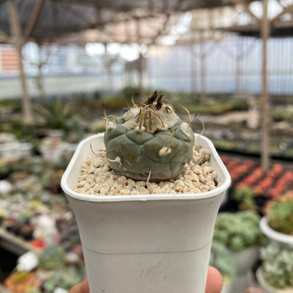 Turbinicarpus schmiedickeanus - Image 2