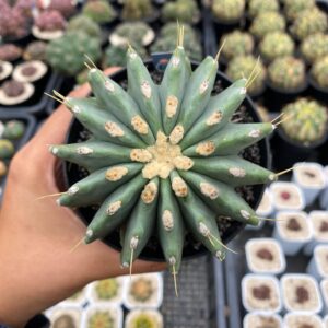 Ferocactus Glaucesners Inermis