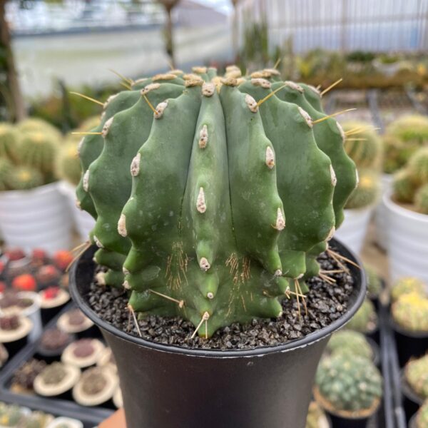 Ferocactus Glaucesners Inermis - Image 2