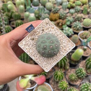 Tephrocactus