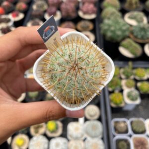 mammillaria columbiana