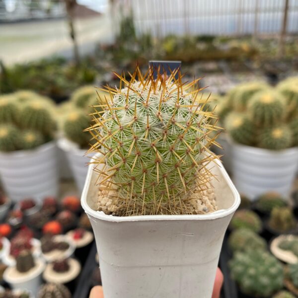 mammillaria columbiana - Image 2