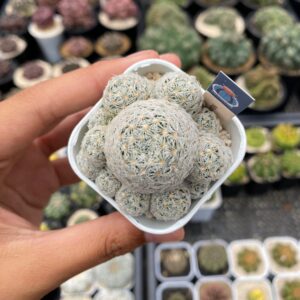 Mammillaria duwei
