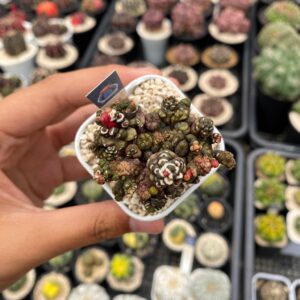 Gymnocalycium Kiko Montrose
