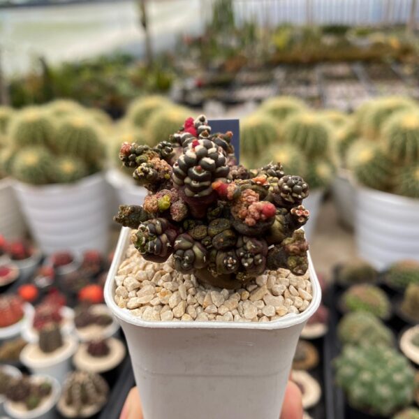 Gymnocalycium Kiko Montrose - Image 2