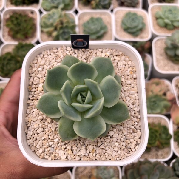 Echeveria elegans