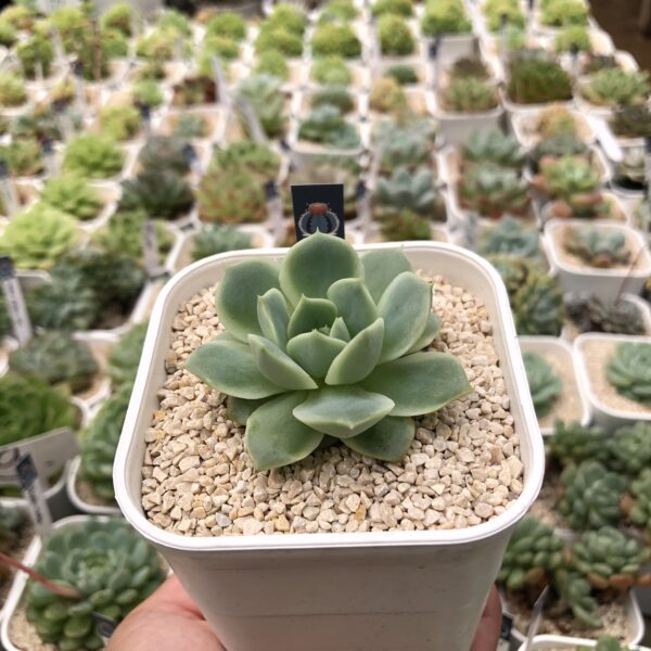 Echeveria elegans - Image 2