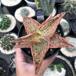 Aloe tct