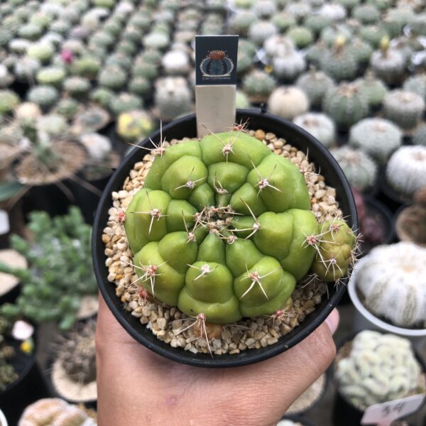 Gymnocalycium mihanovichii