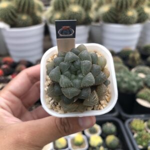 Haworthia cooperi var