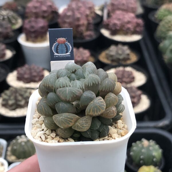 Haworthia cooperi var - Image 2